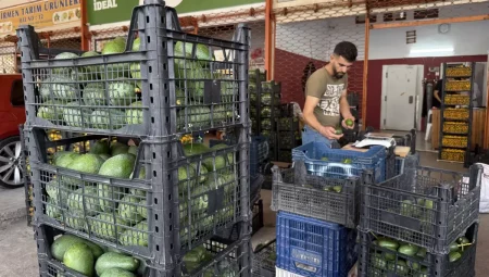 Avokado Rekoltesi 150 Milyon Adet
