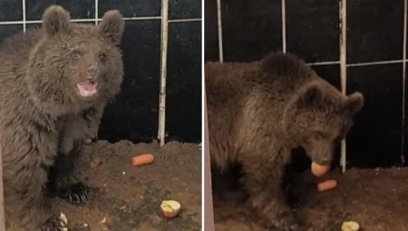 Bitkin halde bulunan yavru ayıya özel bakım