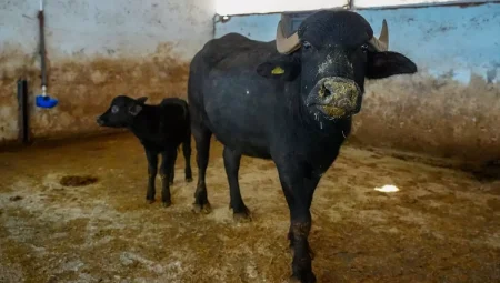 Diyarbakır’da Yeni Manda Yavrusu ‘Hevsel’