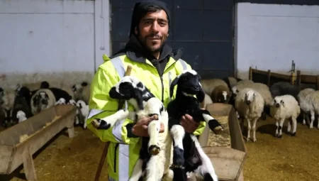 Erzincan’da İlk Kuzular Doğdu, Üreticilere Umut Verdi