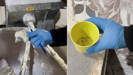 Fırın denetiminde mide bulandıran görüntüler: Zabıta iki işletmeyi mühürledi!