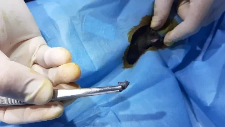 İpsala’da Kedi Ölümleri Davası