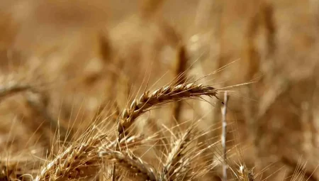 Küresel Tahıl Üretiminde Rekor Artış