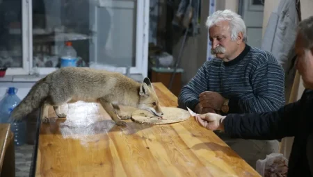Zile’de Tilkilere Sevgiyle Bakıyor