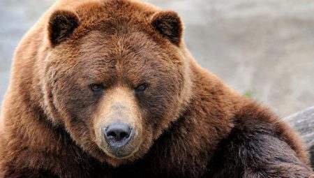 Rekor ayı saldırıları turizmi vurdu: Sigorta şirketleri devrede