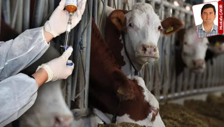 Şap hastalığında yeni virüse uygun aşı yerine eski virüsün aşısı mı uygulandı?: O iddia yanıtsız kaldı